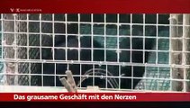 VOX / Deutsches Tierschutzbüro: Erntezeit auf Nerzfarmen / Fur in Germany