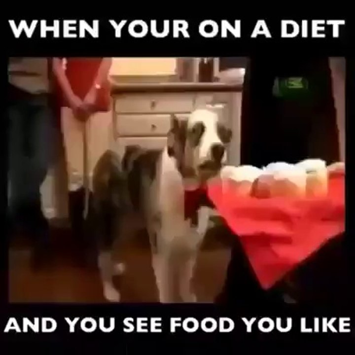 dog dance funny clip