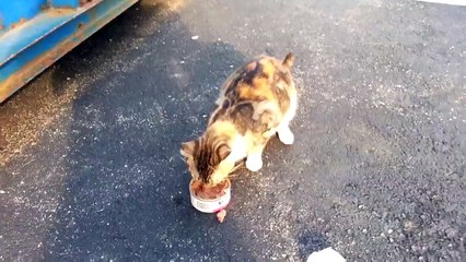 Starving Abused Cat.