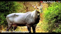 Sawai Madhopur,Rajsthan / India.