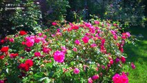 ［HD］北海道ガーデン街道 7つのガーデン名所を紹介　Hokkaido Garden Road　花の名所案内　Flowers Garden