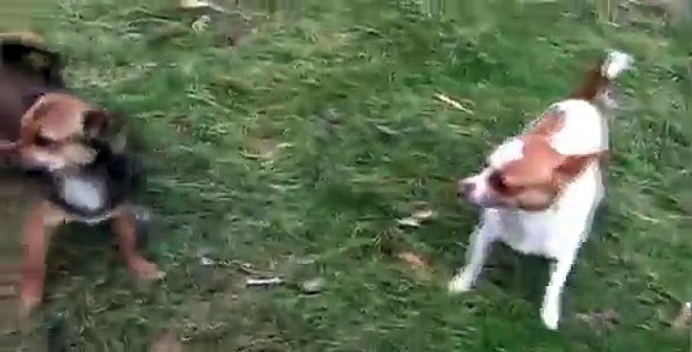 chihuahua fight