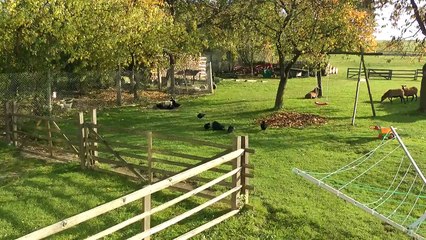 Paarung Smaragdenten (Anas platyrhynchos f. domesticus)