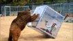 Bear plays with Woman stuck into giant glass Cube during a Japanese TV Show