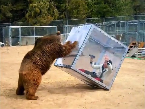 Bear plays with Woman stuck into giant glass Cube during a Japanese TV Show