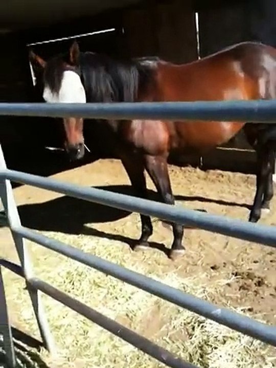 Dresser un cheval agressif et moins de 6 minutes