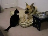 Crazy Cat Attacks Dog!