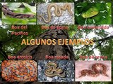 Serpientes (tipos y algunas especies)