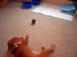 Zeb the Chihuahua Pit Bull Mix Puppy