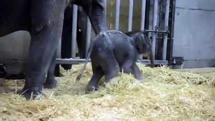 Elephant calf meets big brother Samudra