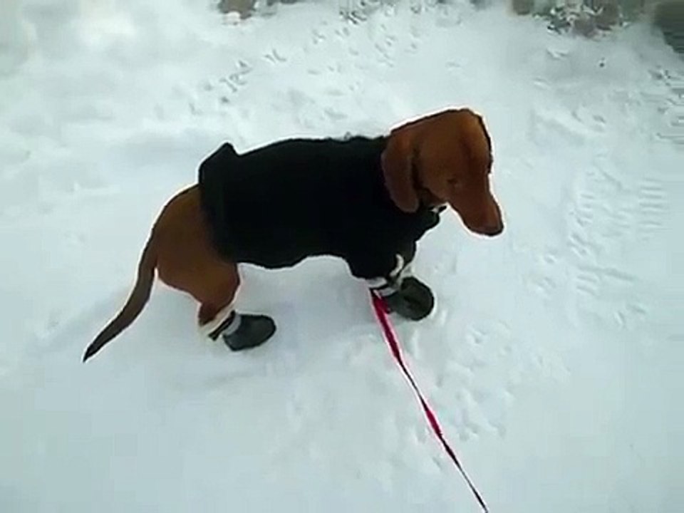 Mini Dachshund does not like booties even in -20C
