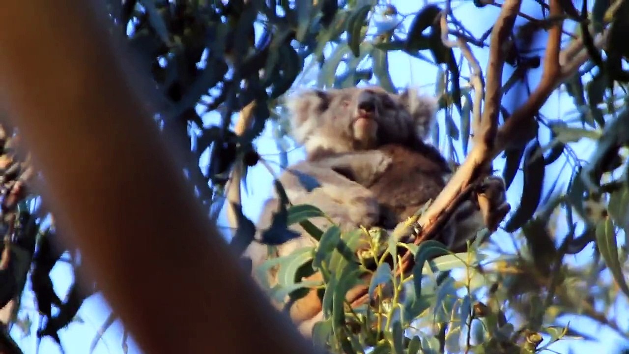 2011 Kangaroo Island Koalas [:59] Hanson Bay Wildlife Sanctuary Koala Park