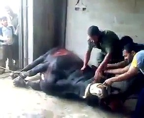 ثور غير قابل ل الذبح سبحان الله