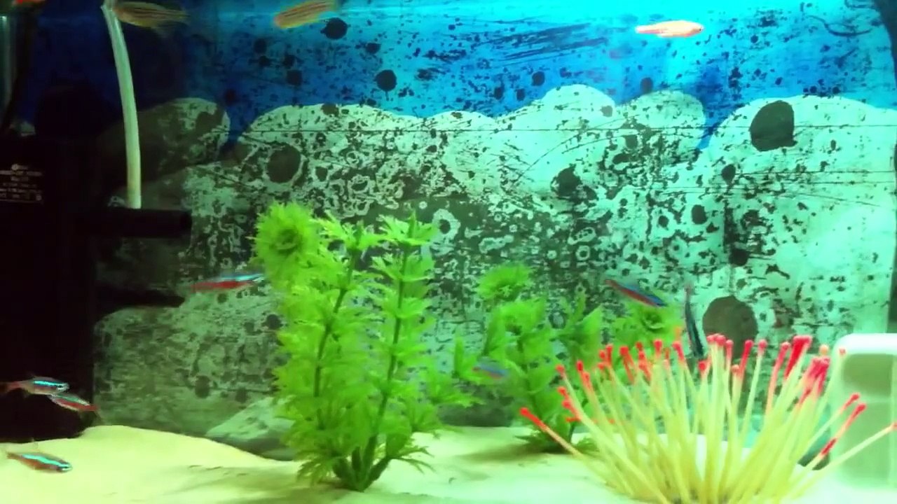 Acuario con pez neón cebras de colores en HD