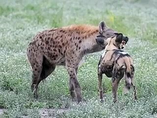RARE: Hyena and African wild dog, mutual relationship!