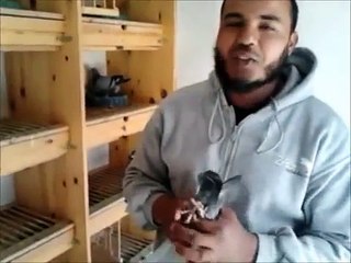 pigeons maroc association champions de souss Tikouine (abo aamar)