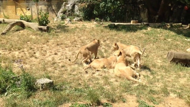 Les lions de la Citadelle de Besançon: une saga façon Game of thrones