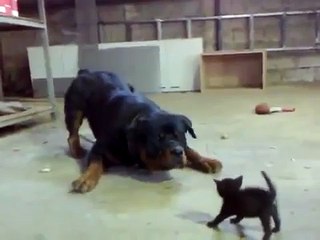 Brave Kitten Stands Up to Dog