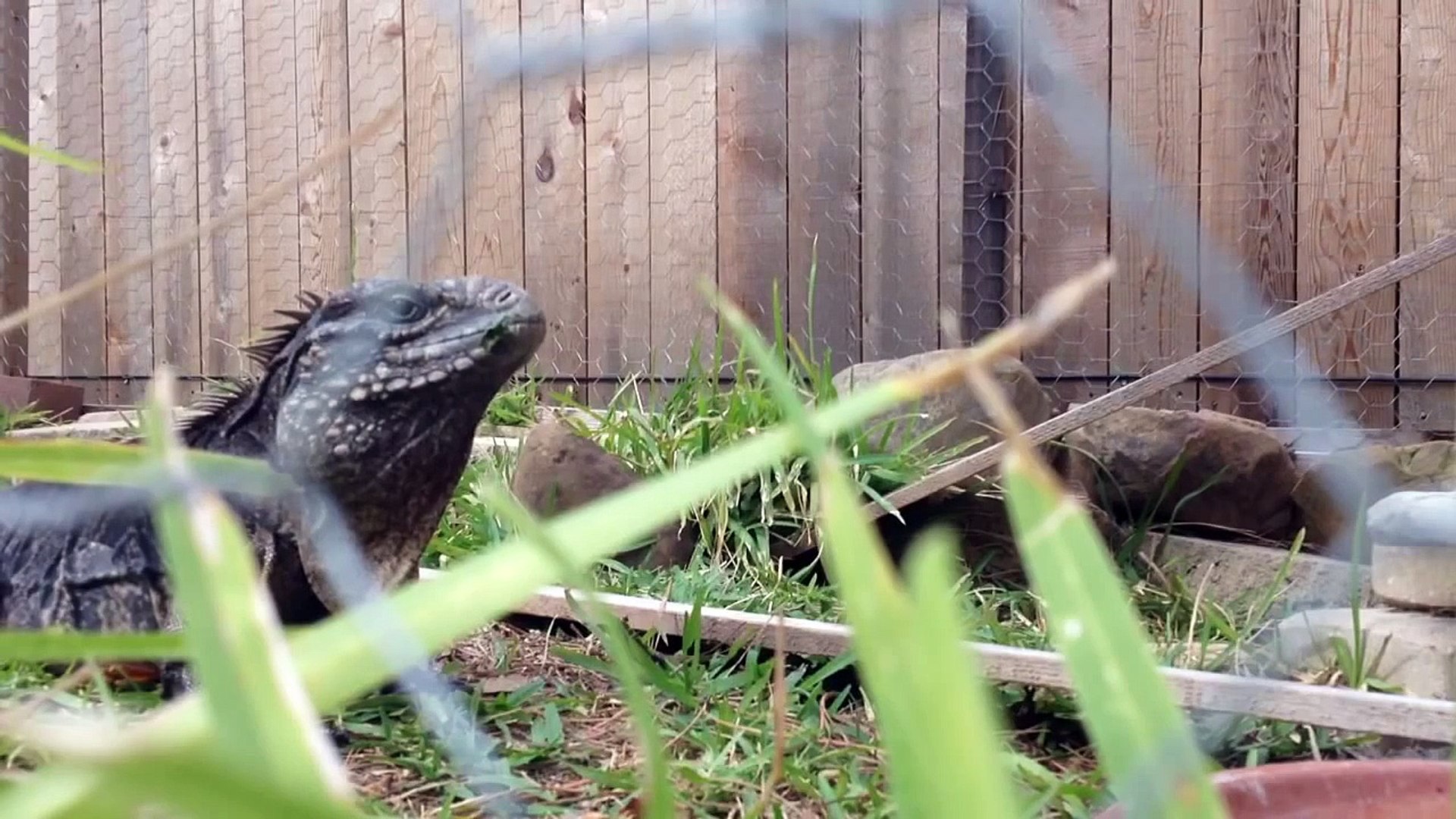 Unboxing Video: Female Rock Iguana