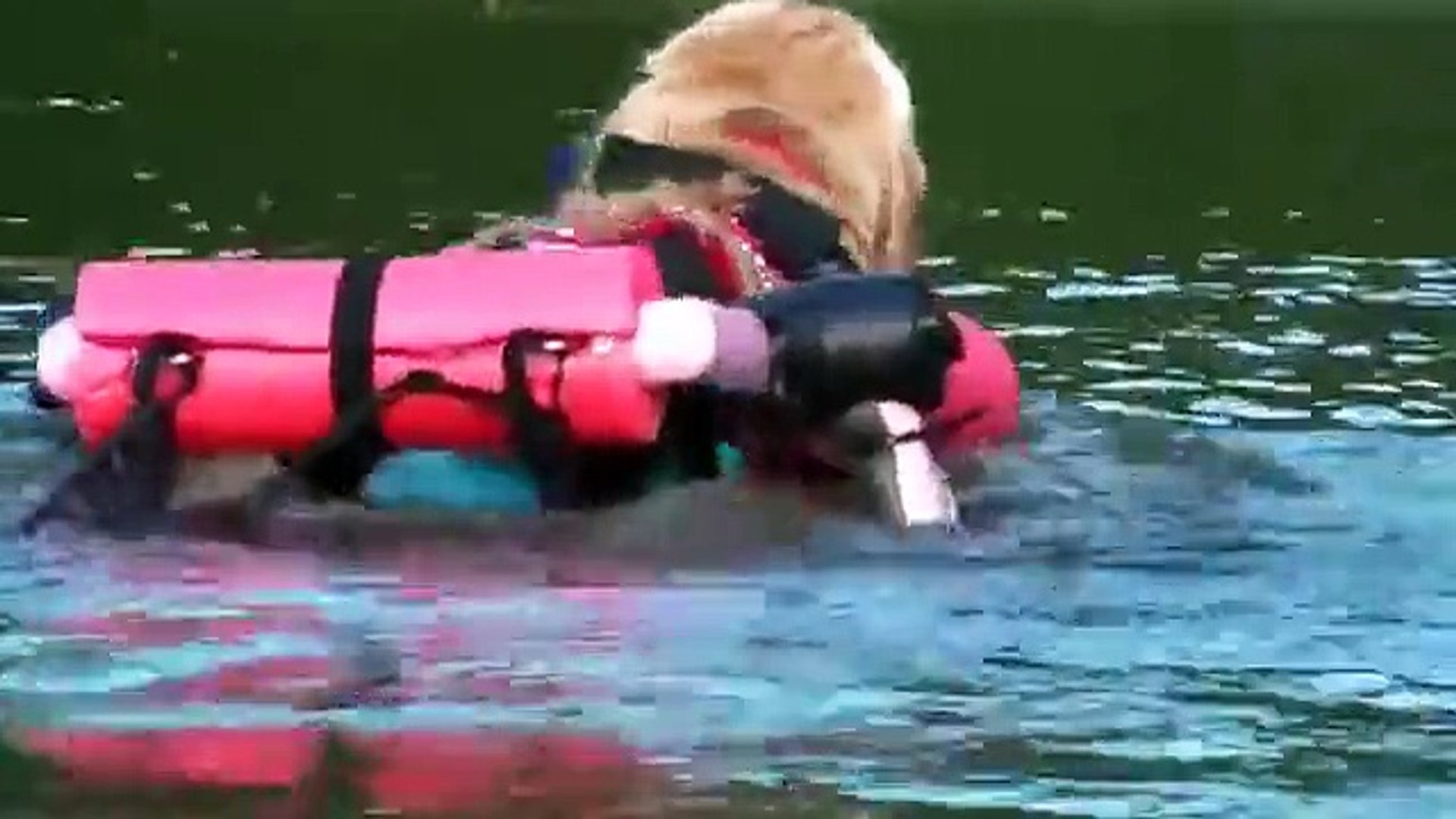 Disabled Golden Retriever SWIMS with Wheelchair