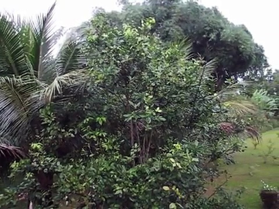 cantos dos pássaros