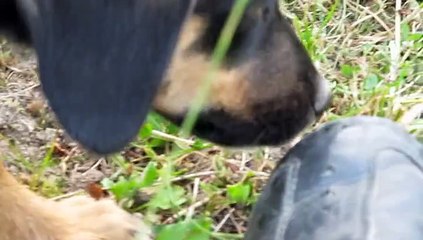 svi su poludeli od Danja