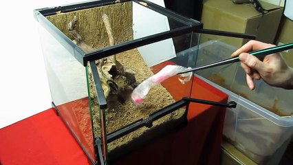 Terrarium dla Monocentropus balfouri, Enclosure setup for Socotra Island Blue