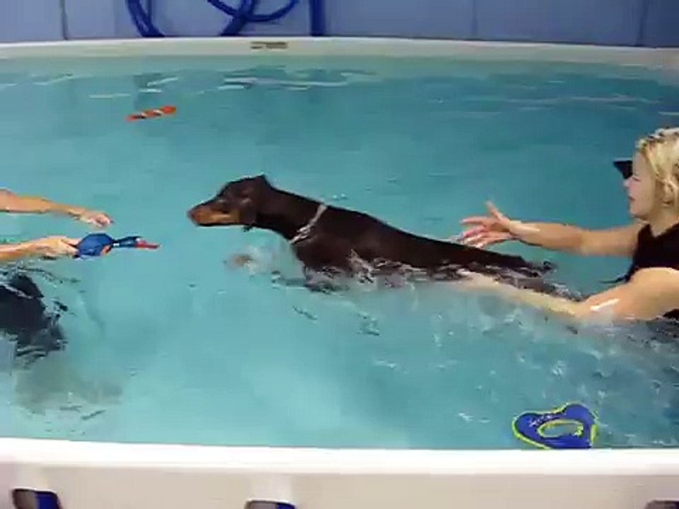 Doberman Pinscher Dog Swims without Life Jacket First Time
