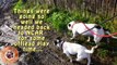Princess & Alf, NCAR rescue terrier play! HD (both adopted!)