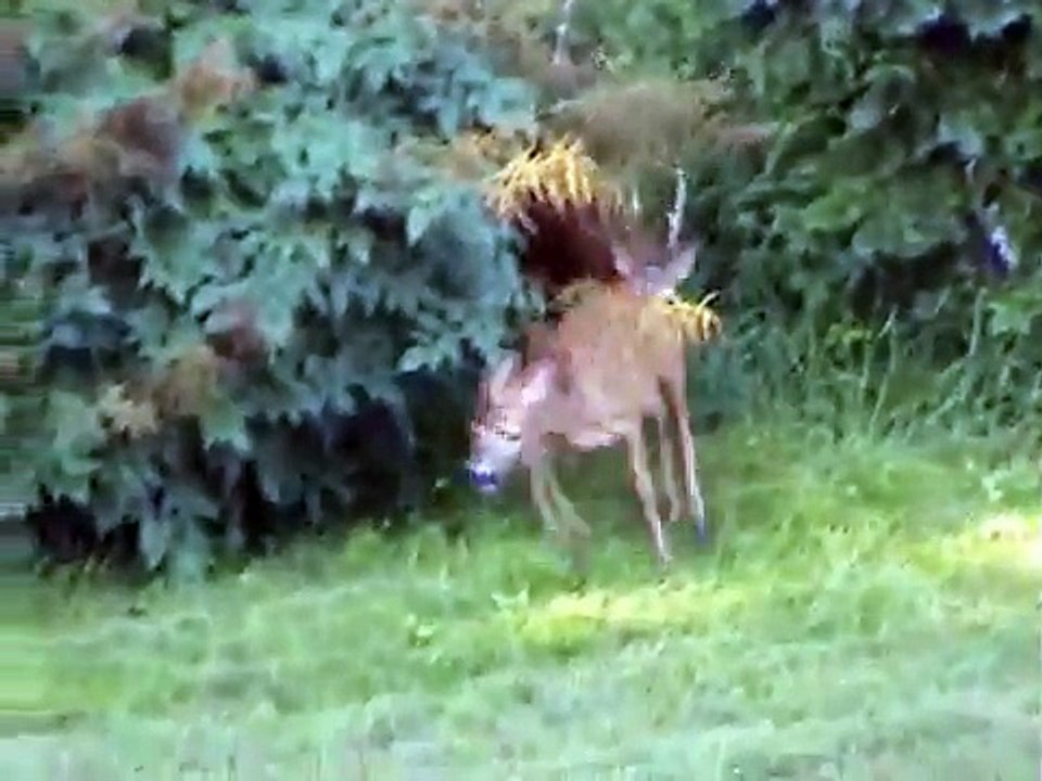 Roe-deer around the bush