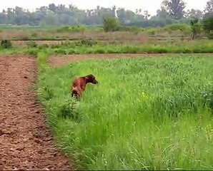 Ridgeback and pheasants
