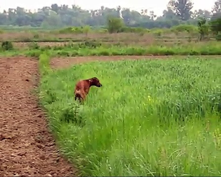 Ridgeback and pheasants
