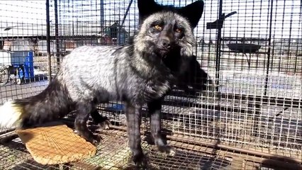 Russian domesticated foxes and minks since 1950 now up for sale!