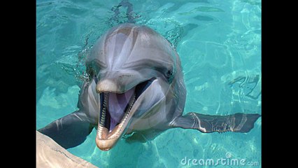 El sonido del delfin - Para Niños, The sound of the dolphin