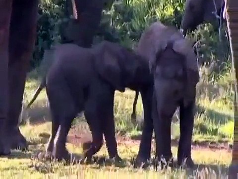 The Prime Predators | Wild Kings | Documentary Wild life | [Documentary National Geographic Family]