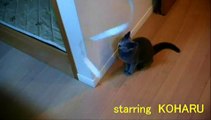 今日も元気~Russian Blue Cat KOHARU Moves Lively~