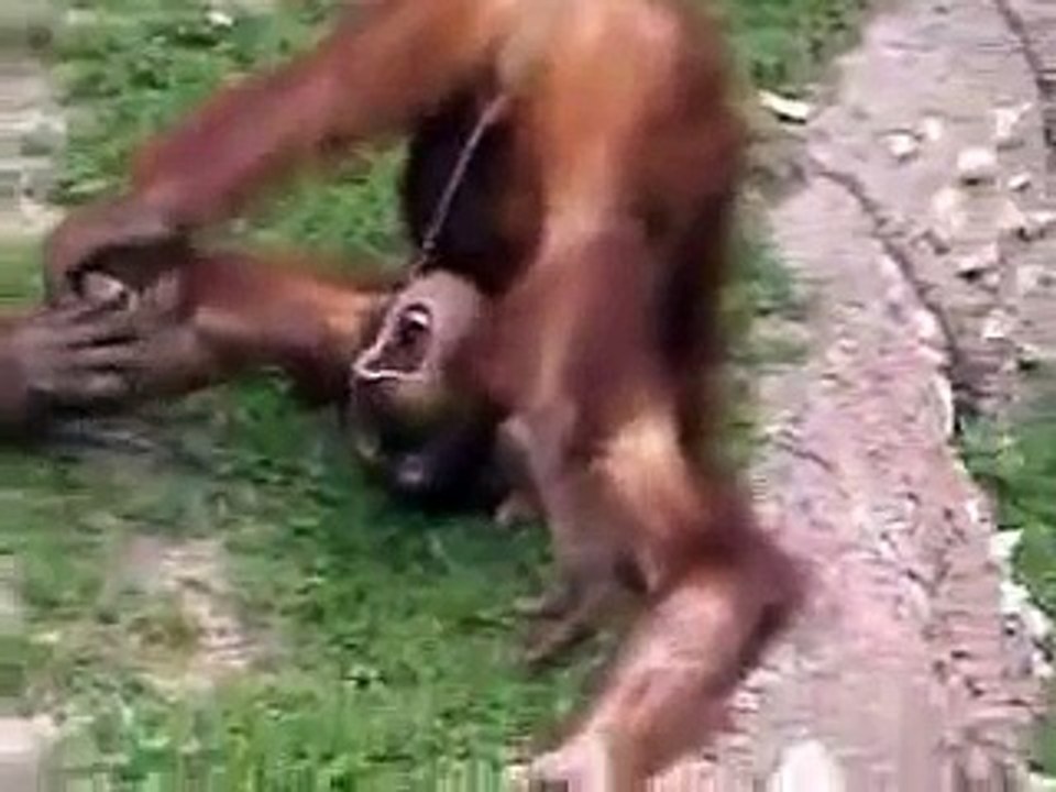 DIRTY MONKEY. . .