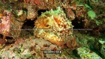 underwater stock footage Giant Pacific Octopus (Enteroctopus Dofleini) w diver