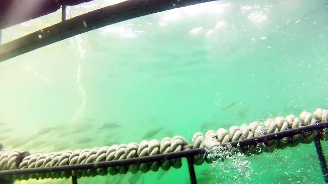 Great White Shark Cage Diving - Shark Explorers, Cape Town, 14th August 2012