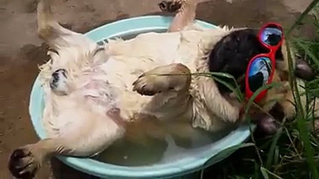 Carlin qui ronfle - Trop chou