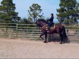Gorgeous Bay PRE/Andalusian Dressage Stallion