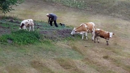 Danjo se dere na krave