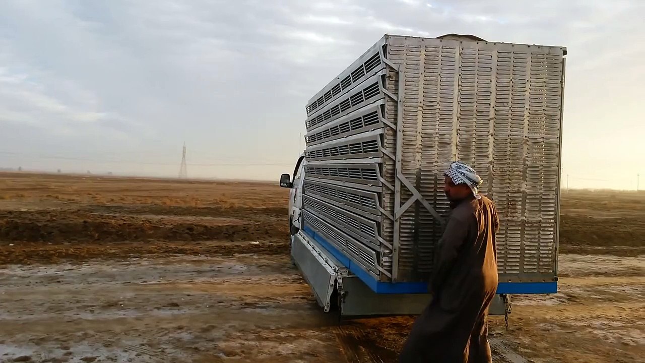زاجل العراق- نعيم المالكي