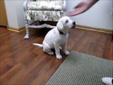 Cute 11 week old white Lab puppy doing tricks