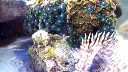 Saltwater Aquarium Japanese Xenia Setup.