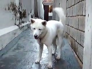 akita inu