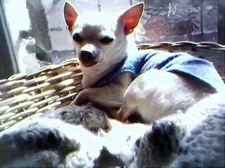 Ulises el perro chihuahueño