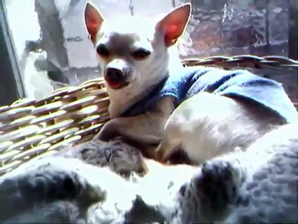 Ulises el perro chihuahueño