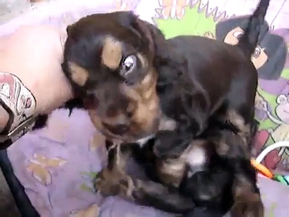 vidéo chiots cocker anglais le 10 mars 2009