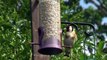 Goldfinches Flying in Slow Motion